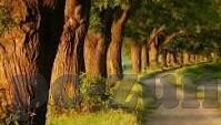土耳其和波黑足球比分-土耳其VS波黑，一场跌宕起伏的绿茵激战与比分背后的深层解读